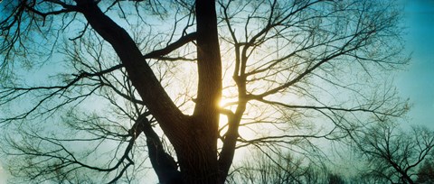 Framed Sunlight shining through a bare tree, Prospect Park, Brooklyn, Manhattan, New York City, New York State, USA Print
