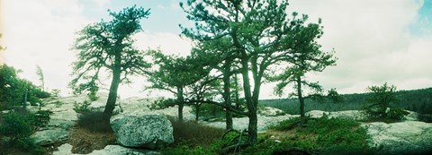 Framed Close up of trees, Gertrude's Nose, Minnewaska State Park, Catskill Mountains, New York State, USA Print