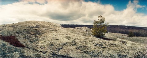 Framed Tree growing in a boulder, Gertrude's Nose, Minnewaska State Park, Catskill Mountains, New York State, USA Print
