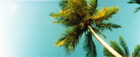 Framed Low angle view of palm tree, Morro De Sao Paulo, Tinhare, Cairu, Bahia, Brazil Print