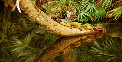 Framed Green Turtles (Chelonia mydas) on a tree overhanging on pond, Boynton Beach, Florida, USA Print