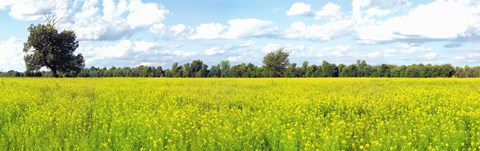 Framed Crop in a field, Saint-Blaise-sur-Richelieu, Quebec, Canada Print