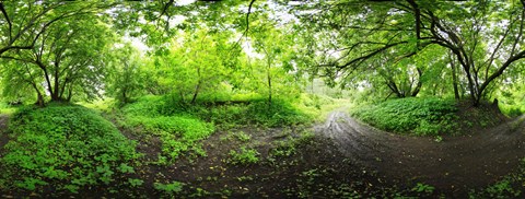 Framed Green forest, Saint-Blaise-sur-Richelieu, Quebec, Canada Print
