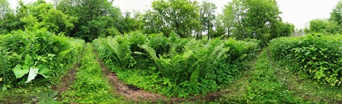 Framed Trees and plants in a forest, Saint-Jean-sur-Richelieu, Quebec, Canada Print
