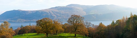 Framed Autumn trees with mountains in background, Derwent Water, Lake District National Park, Cumbria, England Print