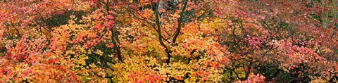 Framed Multi-Colored Autumn Leaves, Gloucestershire, England Print
