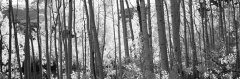 Framed Aspen tree trunks in black and white, Colorado, USA Print