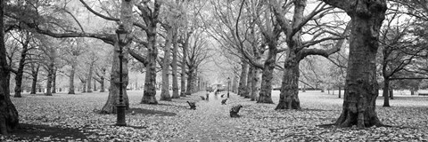 Framed Trees along a footpath in a park, Green Park, London, England (black and white) Print