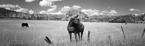 Framed Horses Grazing at Kolob Reservoir, Utah (black &amp; white) Print