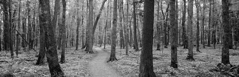 Framed USA, Michigan, Black River National Forest, Walkway running through a forest Print
