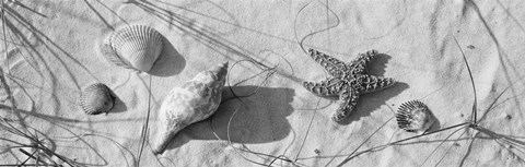 Framed Close-up of a starfish and seashells on the beach, Dauphin Island, Alabama, USA Print