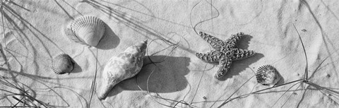 Framed Close-up of a starfish and seashells on the beach, Dauphin Island, Alabama, USA Print