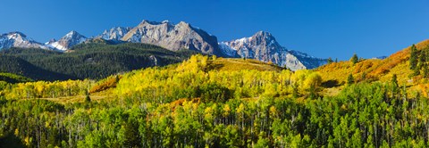 Framed Aspen trees with mountains in the background, Uncompahgre National Forest, Colorado Print