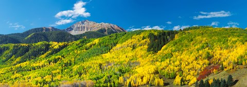 Framed Aspen trees with mountain in the background, Sunshine Peak, Uncompahgre National Forest, near Telluride, Colorado, USA Print