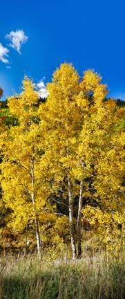 Framed Aspen trees in a forest along Ophir Pass, Umcompahgre National Forest, Colorado, USA Print