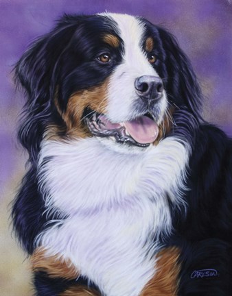 Framed Bernese Mountain Dog Print