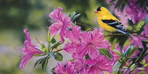 Framed Goldfinch In Azaleas Print