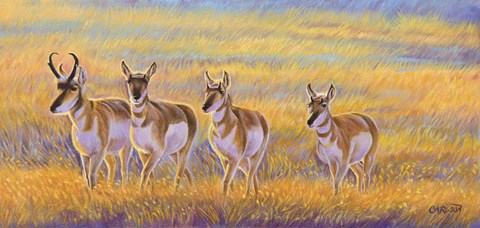 Framed Pronghorn Print