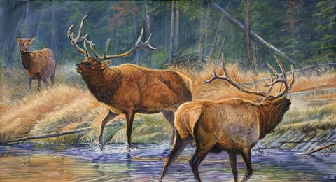 Framed Royal Challenge Print