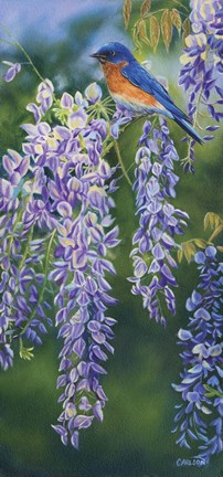 Framed Bluebird In Wisteria Print