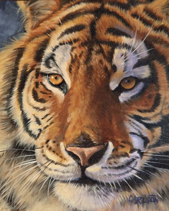 Framed Siberian Tiger - up close Print