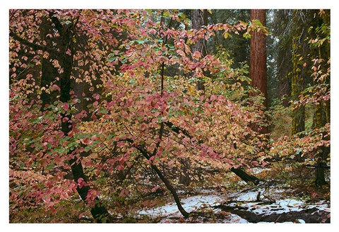 Framed Dogwoods &amp; Sequoia Print