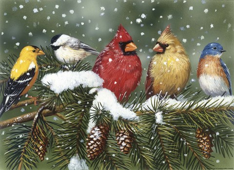 Framed Backyard Birds On Snowy Branch Print