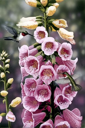 Framed Hummingbirds - Foxgloves Print