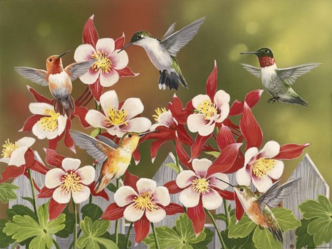 Framed Hummingbird Feeding Frenzy Print
