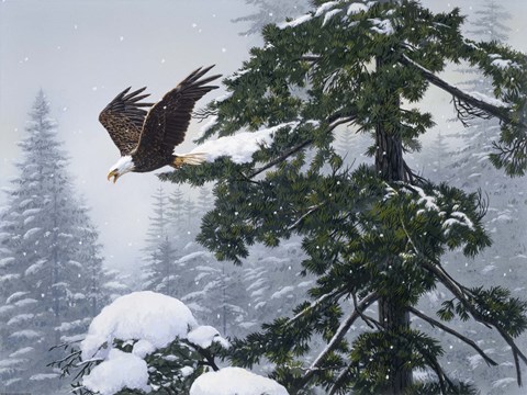 Framed Soaring Eagle / Winter Print