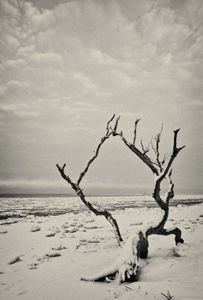 Framed Root and Branch Print