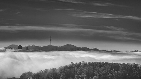 Framed Platinum Forest Print