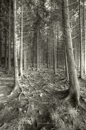 Framed Mnemonic Print