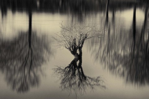 Framed Rhizomes Print