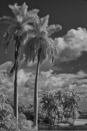 Framed Eleven Palms Print