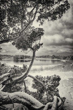 Framed Snow Blind Print