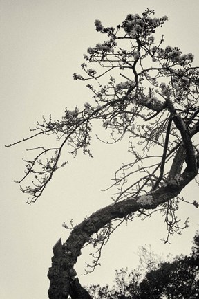 Framed Winter Plum Print