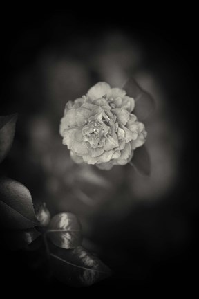 Framed Free Agency Print