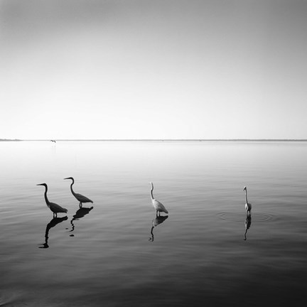 Framed 4 Herons - square Print