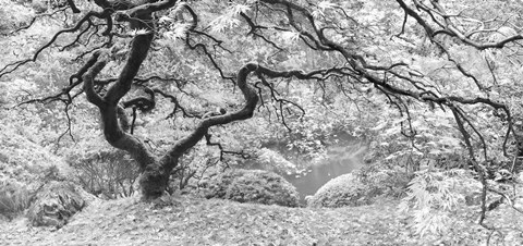 Framed Tree Final B&amp;W Print