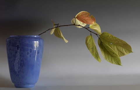 Framed Cluthra Print