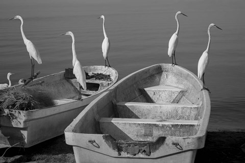 Framed Garzas-7 Print