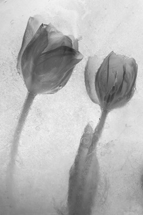 Framed Flowers on Ice-1 Print