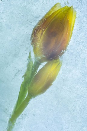 Framed Flowers on Ice-4 Print