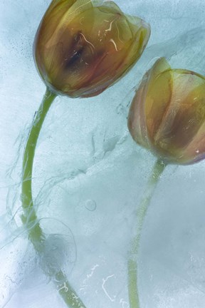 Framed Flowers on Ice-5 Print