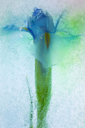 Framed Flowers on Ice-7 Print