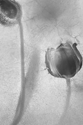 Framed Flowers on Ice-9 Print