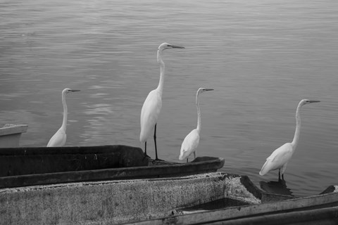 Framed Garzas BW-8 Print