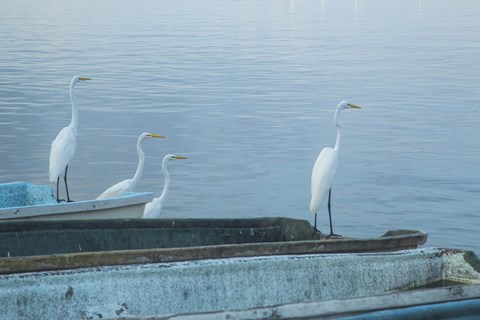 Framed Garzas-2-2 Print