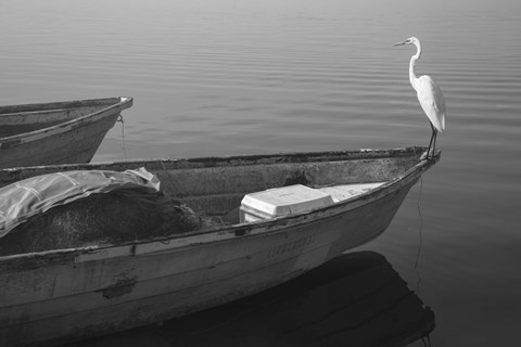 Framed Garzas-5 Print